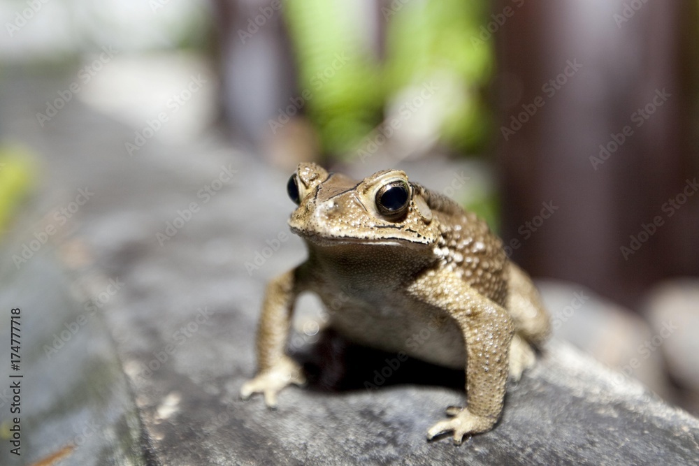 Toad (Bufonidae), Phuket, Thailand, Asia Toad (Bufonidae), Phuket, Thailand, Asia