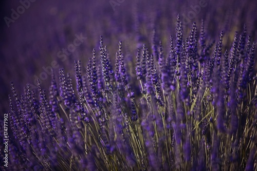 Lavender  Lavandula angustifolia   Plateau de Valensole  Provence  France  Europe