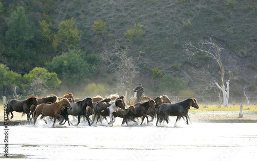Many horses were running in the water