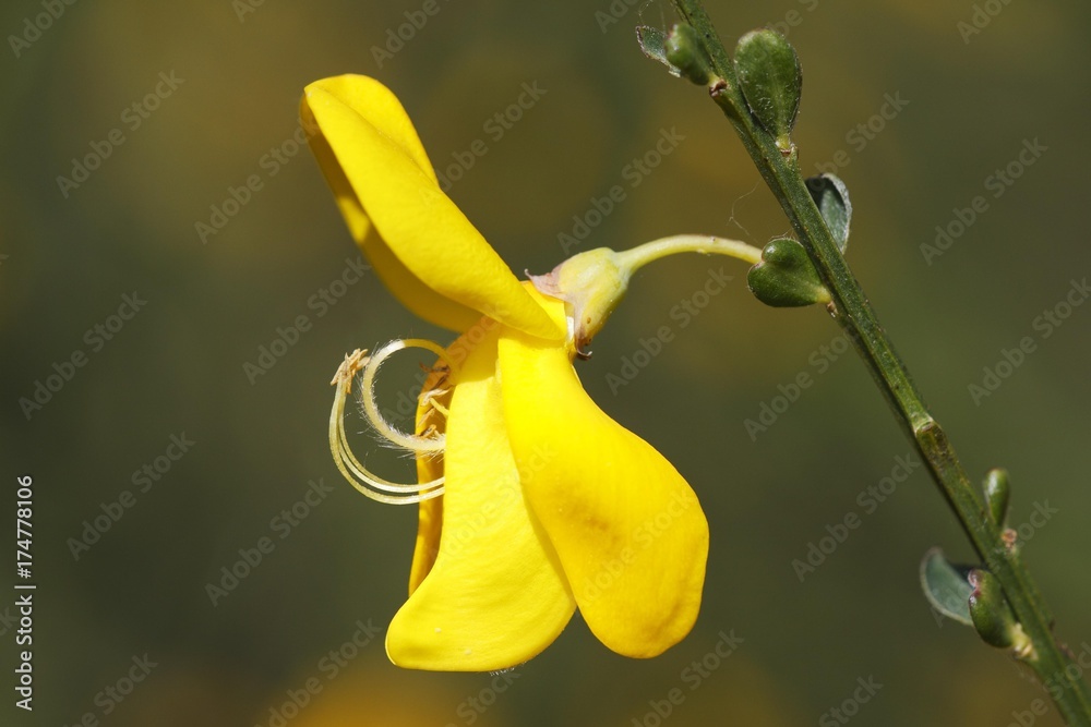 Flowering Common Broom (Cytisus scoparius) (Genista scoparia), poisonous plant Stock Photo