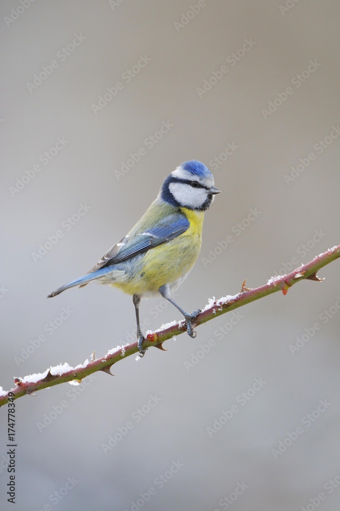 Naklejka premium Blue Tit (Parus caeruleus)