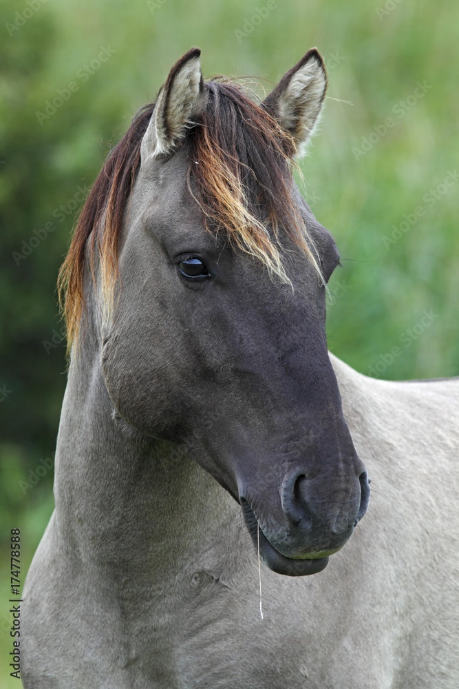 Konik (Equus przewalskii f. caballus), stallion, portrait, wild horse, Tarpan re-breeding project Konik (Equus przewalskii f. caballus), stallion, portrait, wild horse, Tarpan re-breeding project
