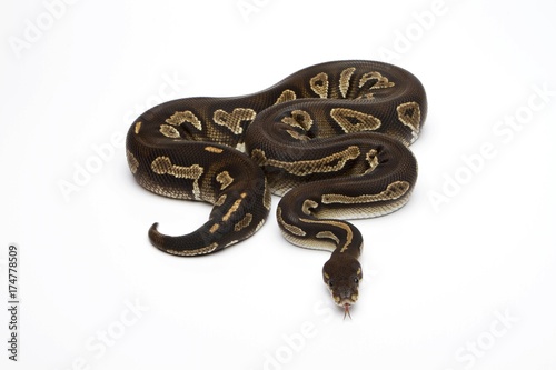 Super Black Head Ball Python or Royal Python (Python regius) © imageBROKER