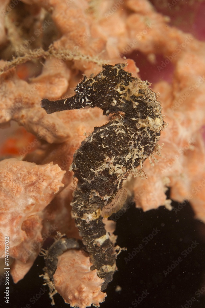 Thorny seahorse or sea horse (Hippocampus histrix), Padre Burgos, Southern Leyte, Philippines, Pacific Ocean, Southeast Asia, Asia Thorny seahorse or sea horse (Hippocampus histrix), Padre Burgos, Southern Leyte, Philippines, Pacific Ocean, Southeast Asia, Asia