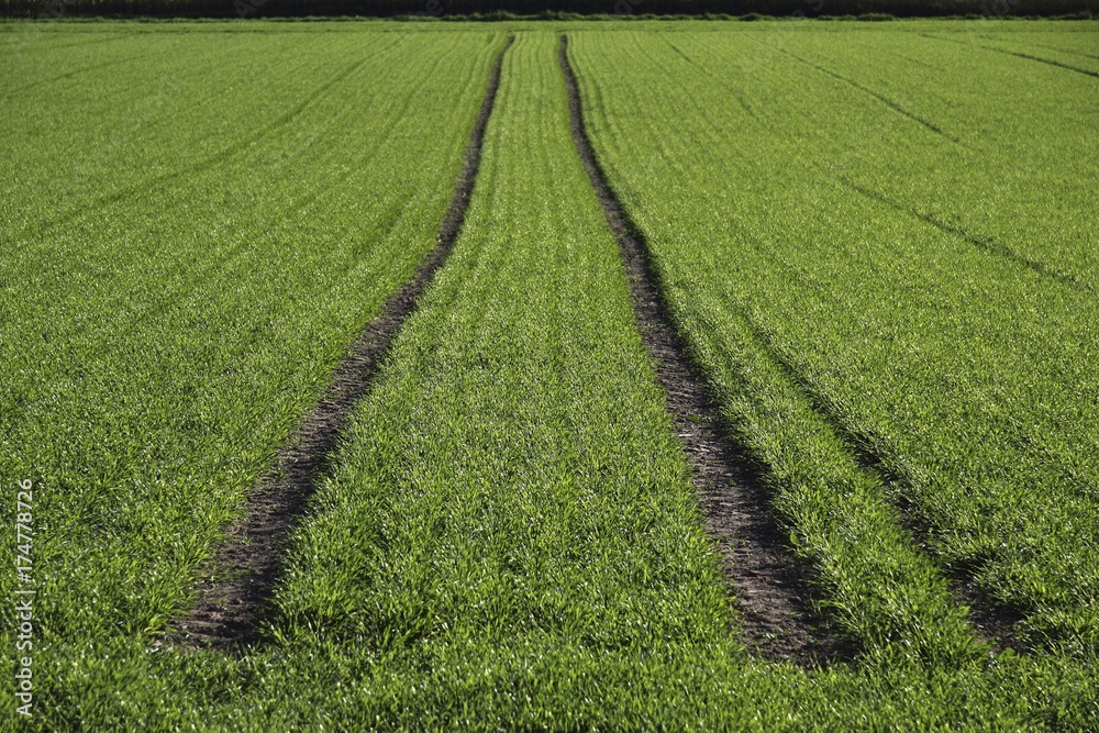 Tractor tracks, green seeded field near Biberach, Baden-Wuerttemberg, Germany, Europe Tractor tracks, green seeded field near Biberach, Baden-Wuerttemberg, Germany, Europe