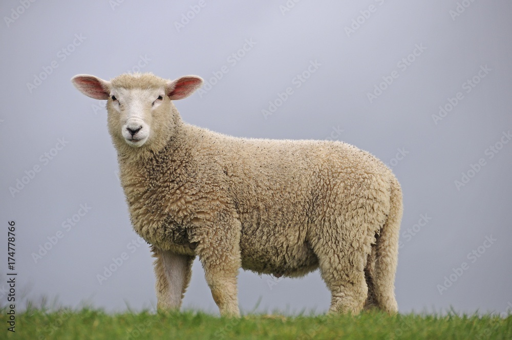 Lamb on the dyke of the Elbe river at Kollmar, Schleswig-Holstein, Germany, Europe