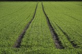 Tractor tracks, green seeded field near Biberach, Baden-Wuerttemberg, Germany, Europe