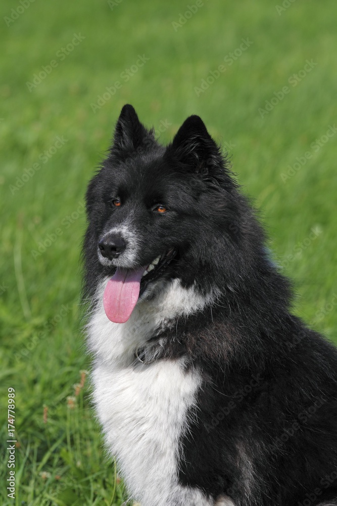 Male dog, mixed-breed (Canis lupus familiaris), portrait Male dog, mixed-breed (Canis lupus familiaris), portrait