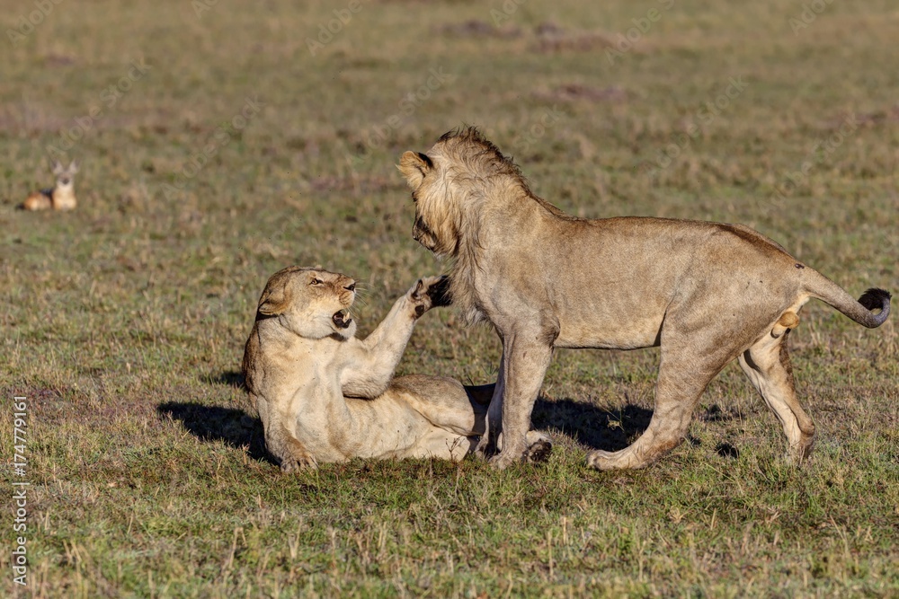 Fototapeta premium Lion and lioness fighting (Panthera leo) fighting, Masai Mara National Reserve, Kenya, East Africa, Africa, PublicGround, Africa