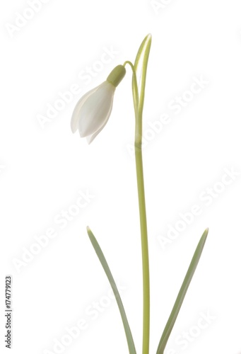 Common Snowdrop (Galanthus nivalis), closed blossom