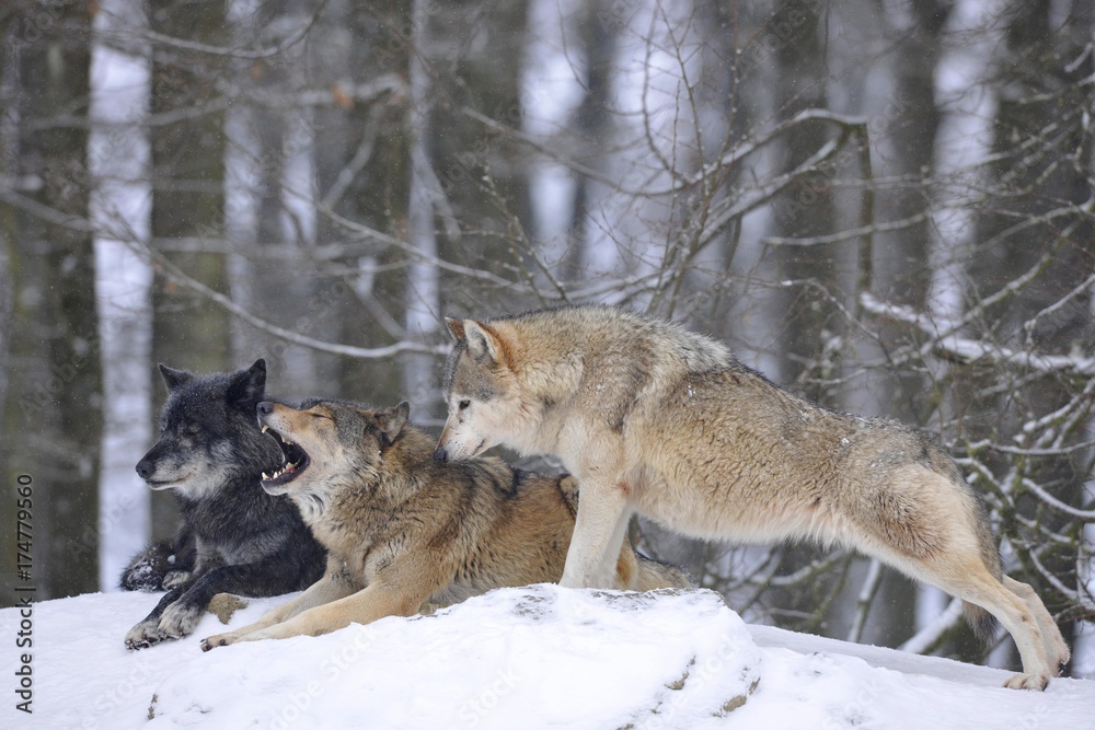 Mackenzie Valley Wolf, Alaskan Tundra Wolf or Canadian Timber Wolf (Canis lupus lycaon), wolves in the snow, with leader of the pack
