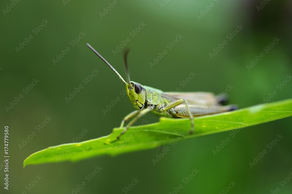 Slant-faced Grasshopper (Gomphocerinae) on a blade of grass Slant-faced Grasshopper (Gomphocerinae) on a blade of grass