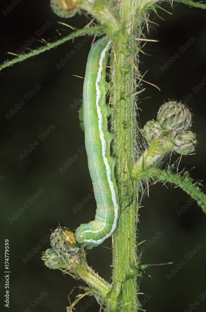 Fototapeta premium Grey Chi (Antitype chi) caterpillar eating a flower bud of a thistle