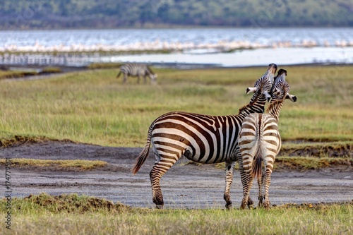 Two playful zebras  Equus quagga boehmi   Lake Nakuru National Park  Kenya  East Africa  Africa  PublicGround  Africa