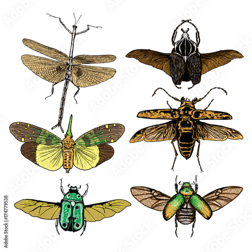 Set of insects bugs beetles and bees, fleas, many color species in vintage old hand drawn stipple shading, hatching engraved style. Vector.