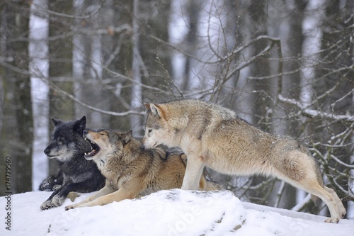Mackenzie Valley Wolf, Alaskan Tundra Wolf or Canadian Timber Wolf (Canis lupus lycaon), wolves in the snow, with leader of the pack © imageBROKER