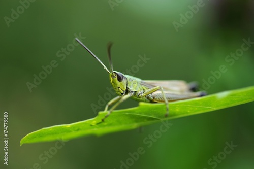 Slant-faced Grasshopper (Gomphocerinae) on a blade of grass