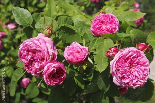 Rosa x portlandia cultivar Yolande d    Aragon  Portland rose