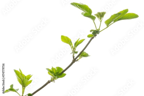 Branch, Elder, Elderberry, Black Elder (Sambucus nigra)