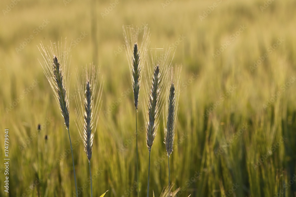 Barley (Hordeum vulgare), Upper Bavaria, Bavaria, Germany, Europe, PublicGround, Europe