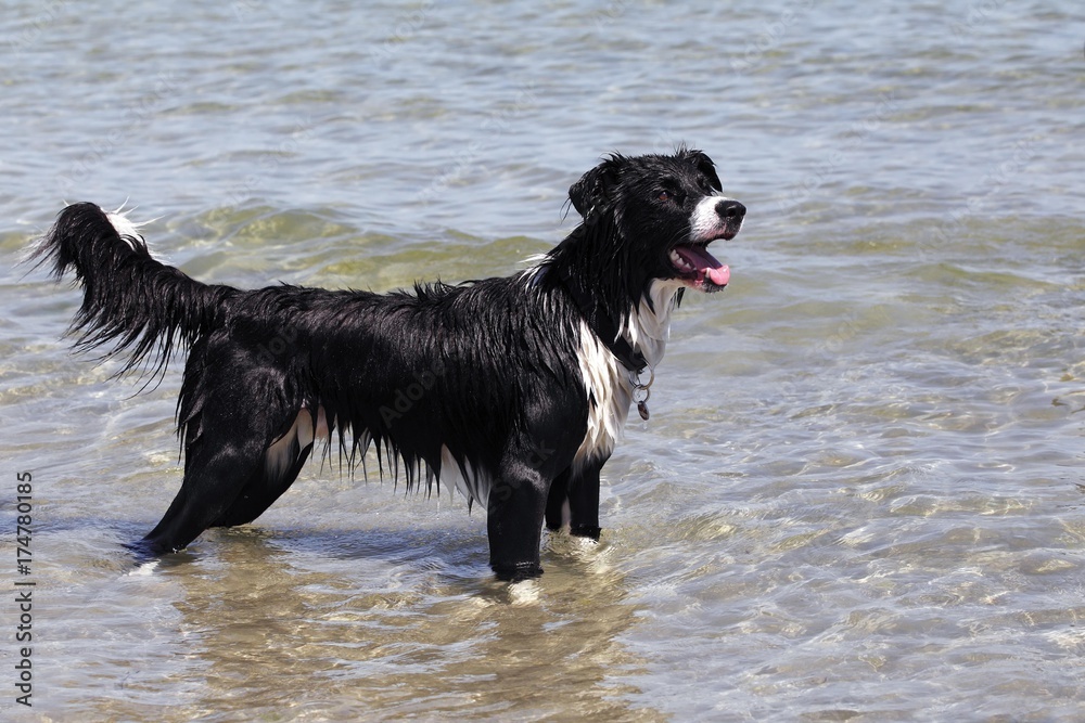 Border Collie crossbreed, standing in the water near a beach Border Collie crossbreed, standing in the water near a beach