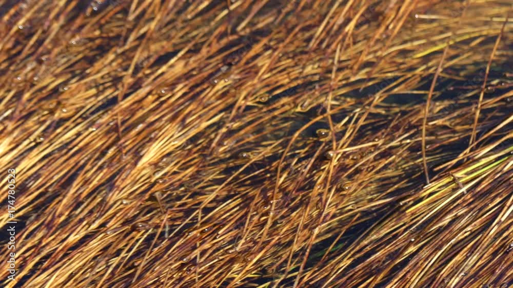 Yellow brown algae moving close up conceptual meditative Yellow brown algae moving close up conceptual meditative