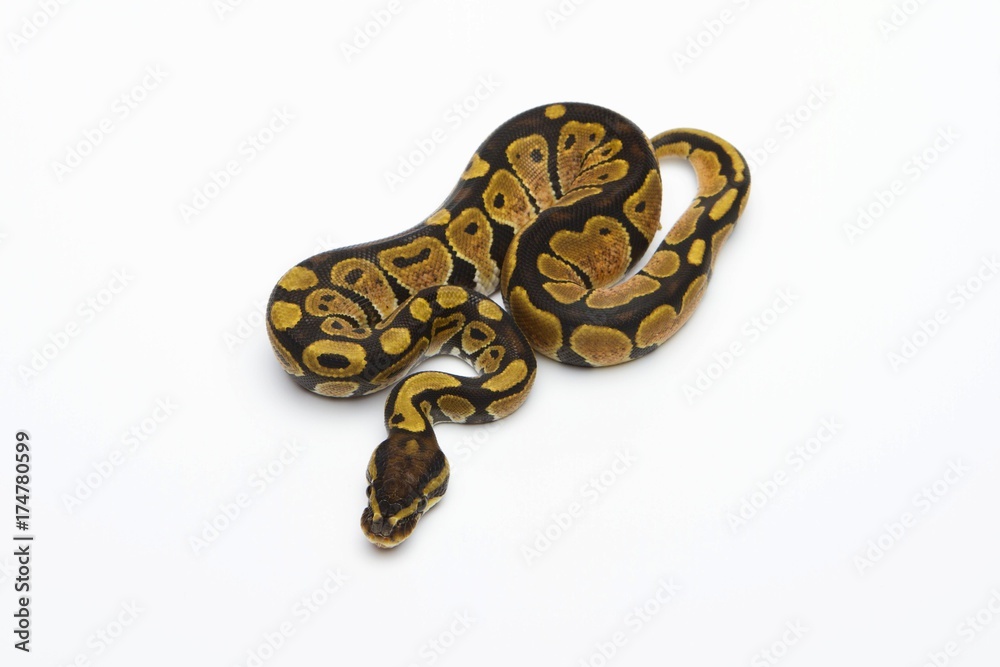 Black Head Spider Het Albino Possible Het Ghost Ball Python or Royal Python (Python regius), female Black Head Spider Het Albino Possible Het Ghost Ball Python or Royal Python (Python regius), female
