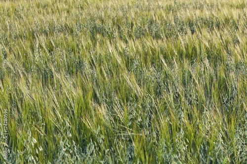 Barley  Hordeum vulgare   mixed with Oats  Avena   oat field  Upper Bavaria  Bavaria  Germany  Europe  PublicGround  Europe