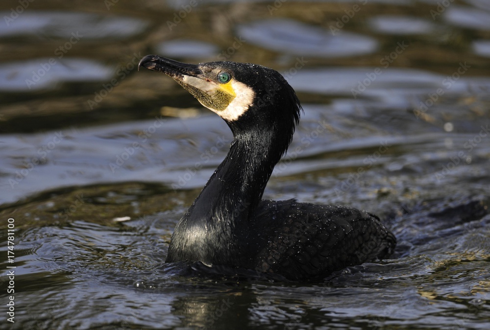 Great Cormorant (Phalacrocorax carbo) swimming in a lake Great Cormorant (Phalacrocorax carbo) swimming in a lake