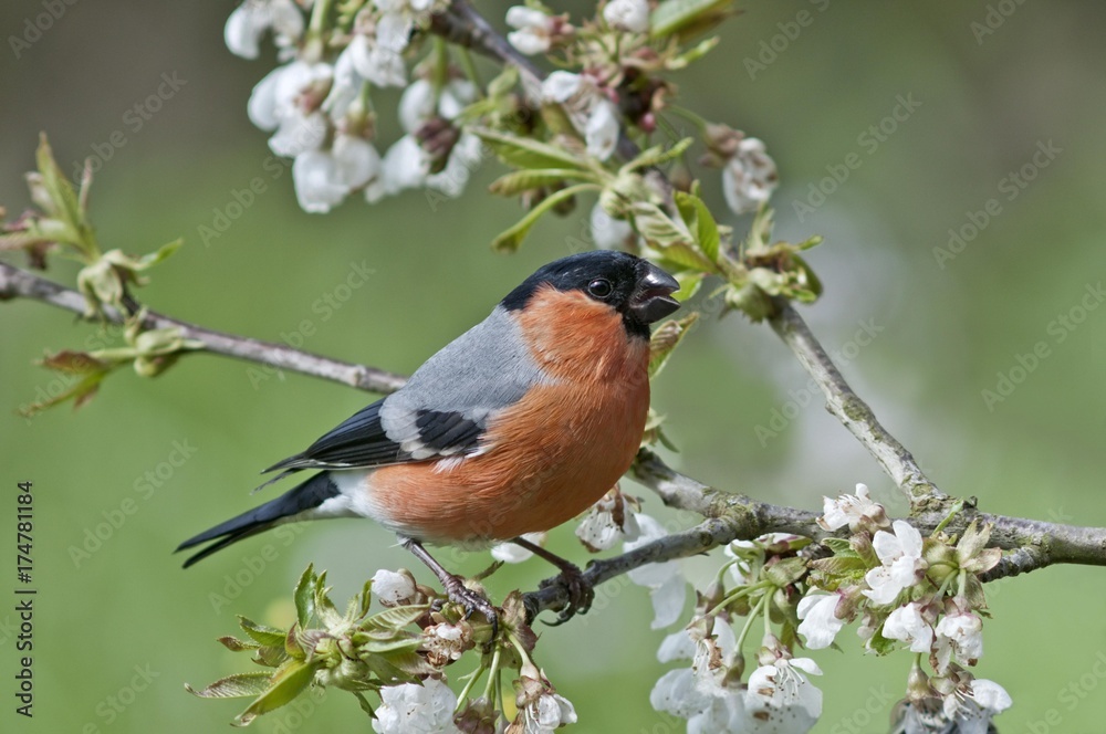Bullfinch (Pyrrhula pyrrhula), male on a blossoming cherry tree, Untergroeningen, Baden-Wuerttemberg, Germany, Europe Bullfinch (Pyrrhula pyrrhula), male on a blossoming cherry tree, Untergroeningen, Baden-Wuerttemberg, Germany, Europe