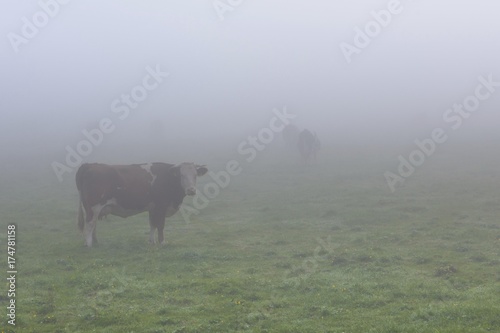 Cows on a pasture in the fog, Lake Staffelsee, Seehausen, Murnau, Upper Bavaria, Bavaria, Germany, Europe, PublicGround, Europe © imageBROKER