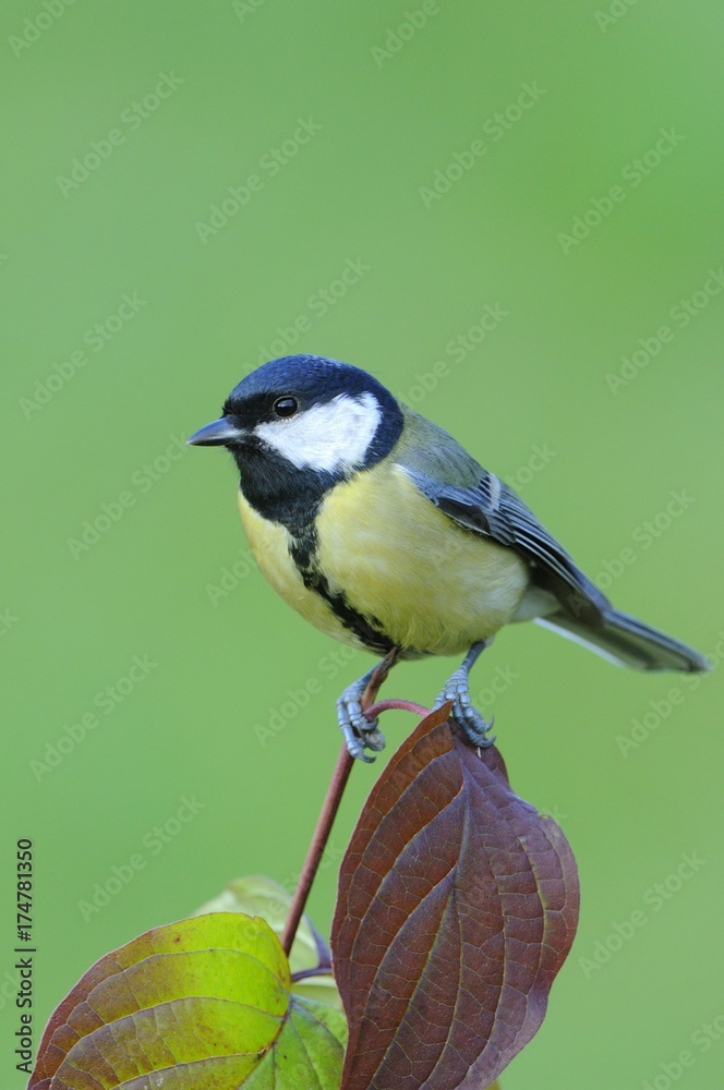Obraz premium Great Tit (Parus major)