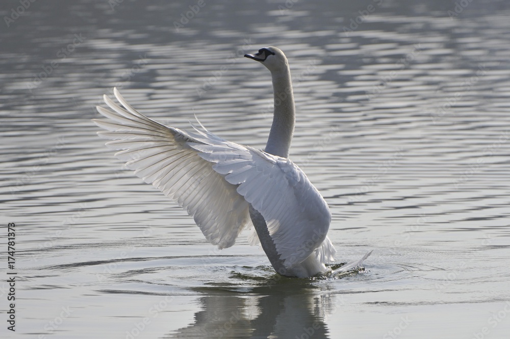 Obraz premium Mute Swan (Cygnus olor)