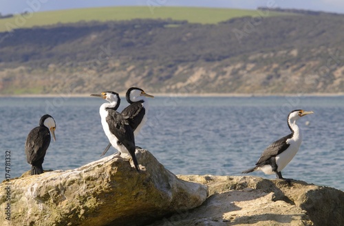 Little pied cormorants (Phalacrocorax melanoleucos), Kangaroo Island, Australia, Oceania photo