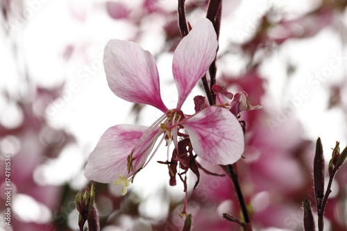 Gaura blossoms,(Gaura lindheimeri) photo