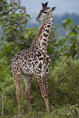 Giraffe  Giraffa carmeopardalis   Arusha National Park  Tanzania  Africa