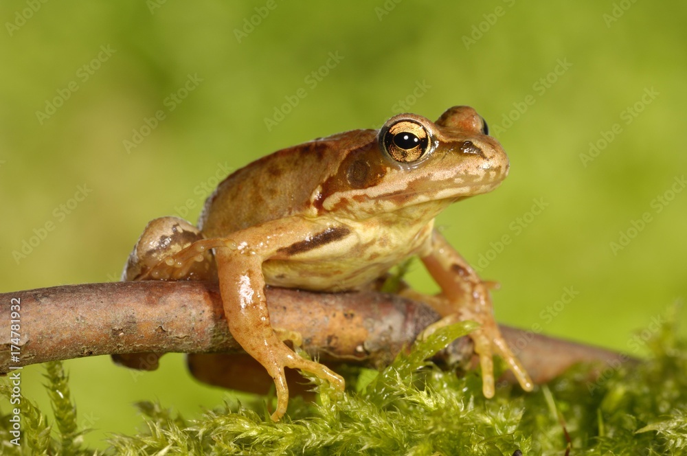 Fototapeta premium Common Frog (Rana temporaria)