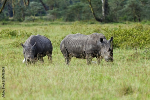 White Rhinoceroses (Ceratotherium simum), Lake Nakuru National Park, Kenya, East Africa, PublicGround, Africa