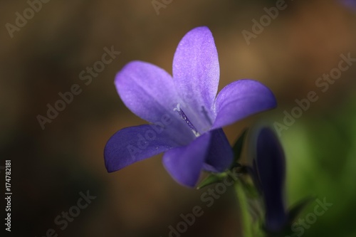 Broad-leaved Harebell (Campanula rhomboidalis), blue-blooming flower, pistils