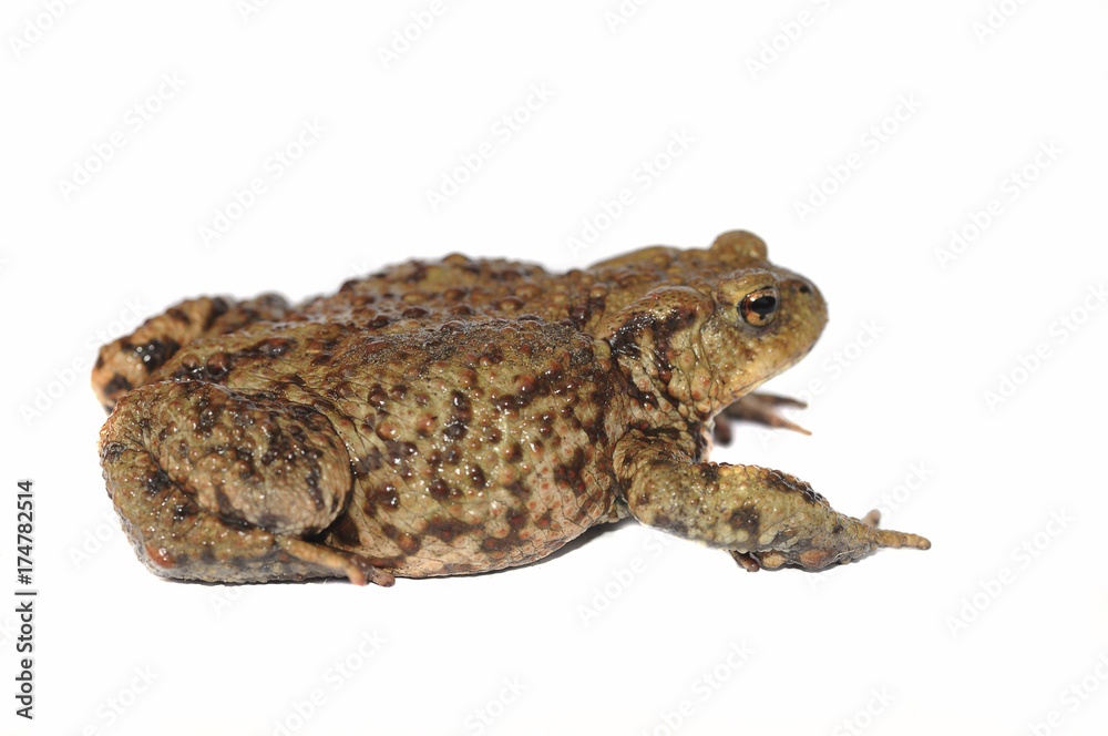 Fototapeta premium Toad (Bufo bufo complex)