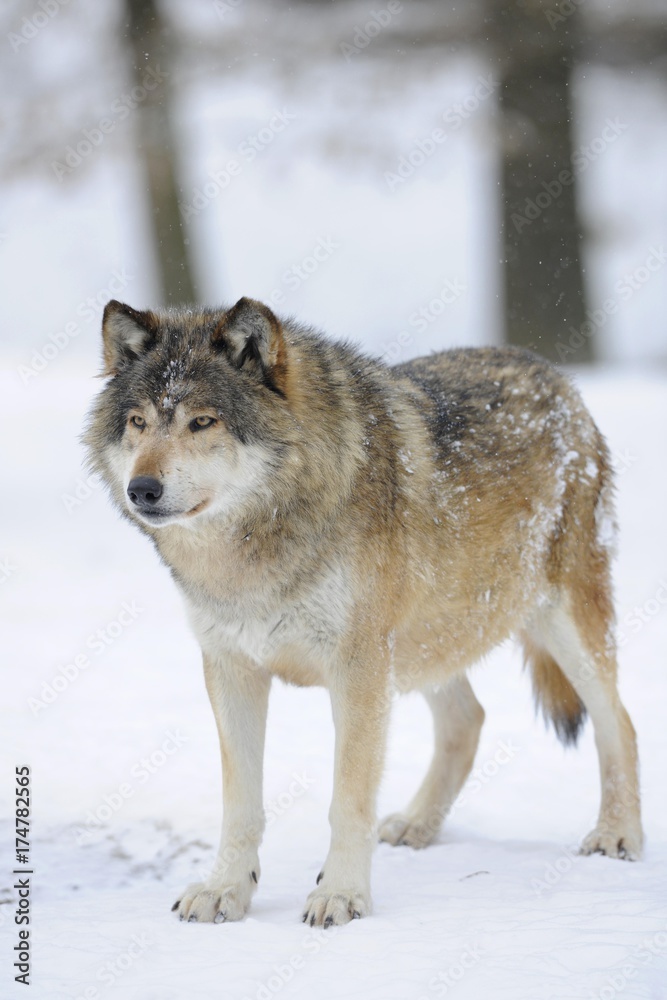 Mackenzie Valley Wolf, Alaskan Tundra Wolf or Canadian Timber Wolf (Canis lupus lycaon) in the snow, leader of the pack