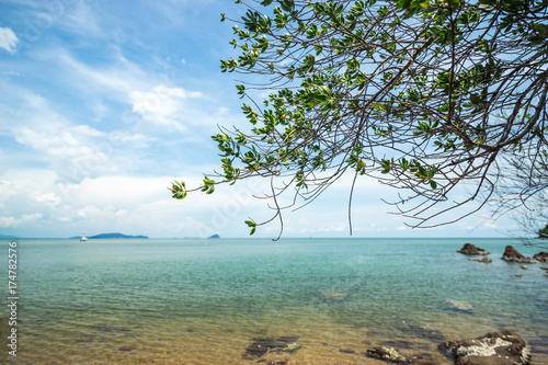 Fototapeta Naklejka Na Ścianę i Meble -  seascape scene with ocean and mangrove tree