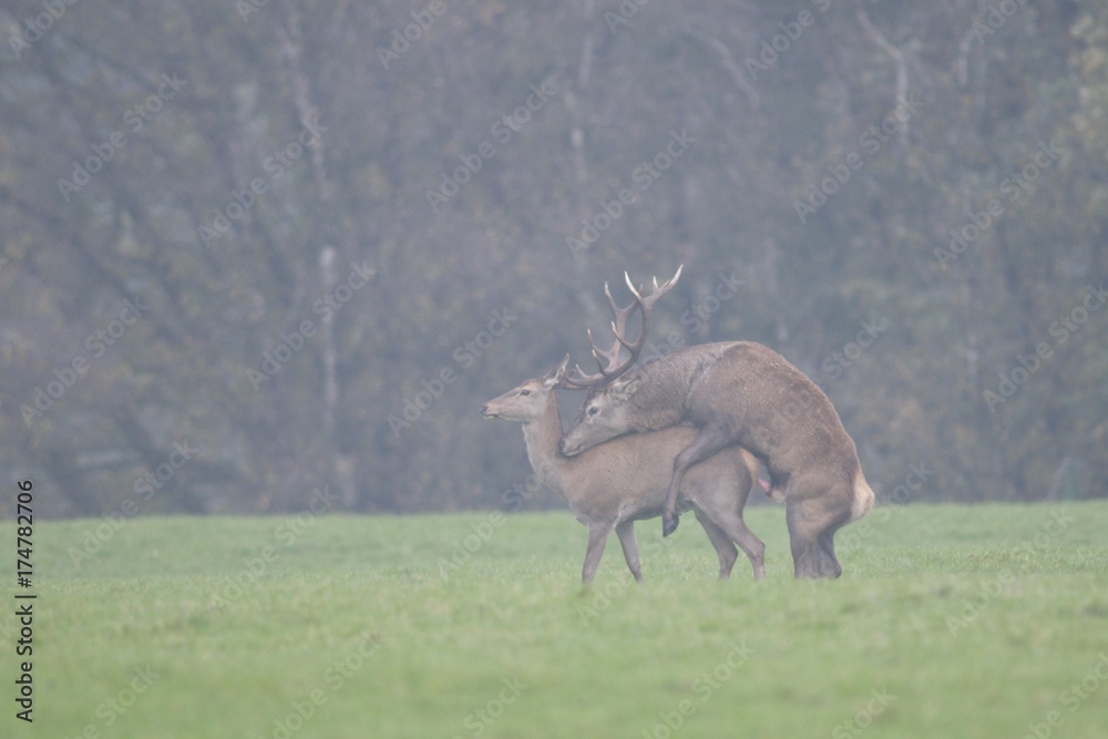 Red deer (Cervus elaphus), mating Red deer (Cervus elaphus), mating