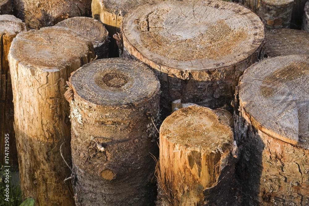 Tree logs, Old Montreal, Quebec, Canada, North America Tree logs, Old Montreal, Quebec, Canada, North America