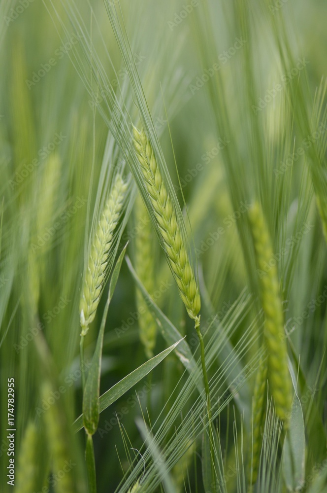 Barley (Hordeum vulgare) Barley (Hordeum vulgare)