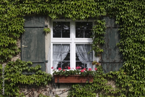 Windows with shutters, jardiniere and tendril plant photo