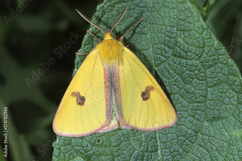 Clouded Buff (Diacrisia sannio), sunbathing photo