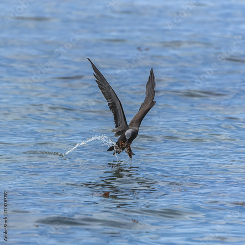 Brown noddy, beautiful exotic bird flying above the lagoon and catching twigs to make its nest 