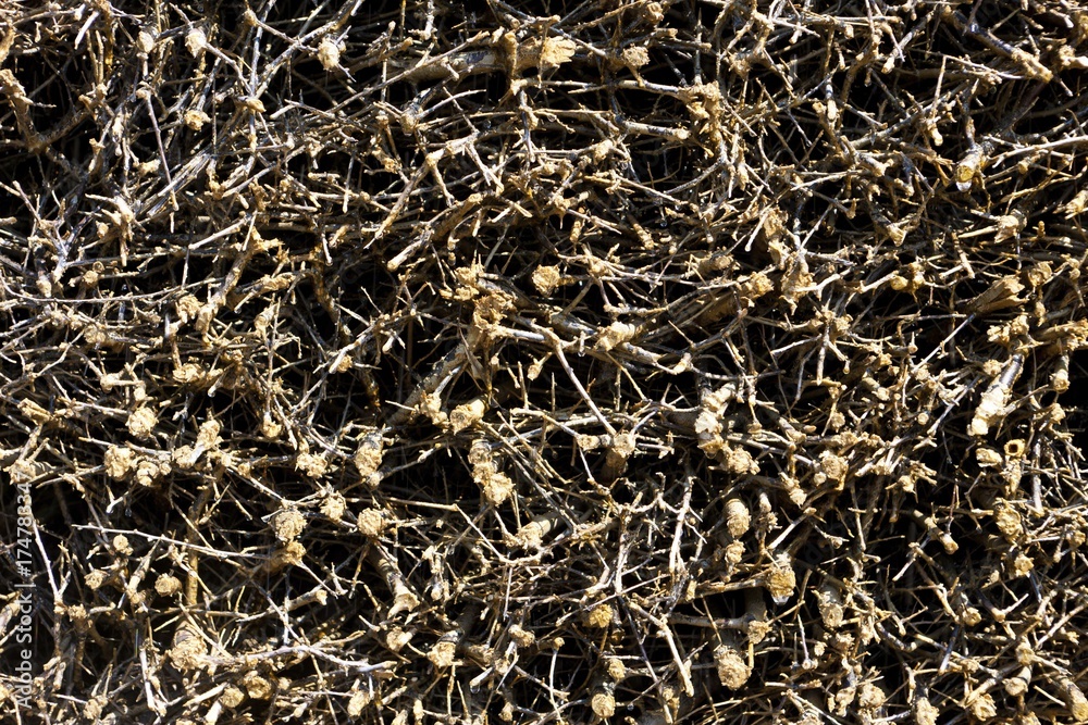 Small twigs in a saline, graduation works, Bad Rappenau, Baden-Wuerttemberg, Germany, Europe Small twigs in a saline, graduation works, Bad Rappenau, Baden-Wuerttemberg, Germany, Europe