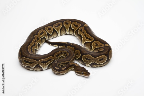 Black Pastel Ball Python or Royal Python (Python regius) © imageBROKER
